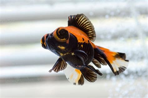 Butterfly Goldfish: Care Guide, Varieties, Lifespan & More (with ...