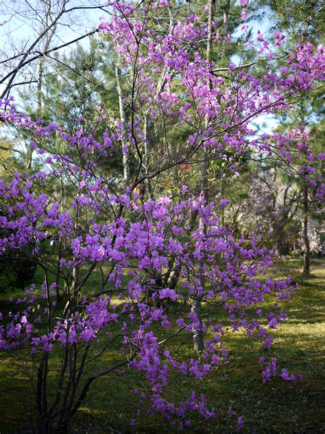 Fabulost Pinay: Purple cherry blossom