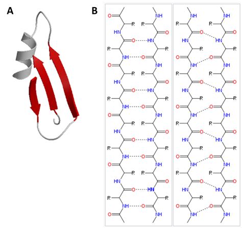 Secondary Protein Structure Beta Pleated Sheet