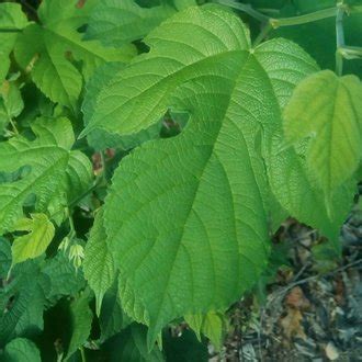 Red Mulberry vs White Mulberry: Identification - bplant.org