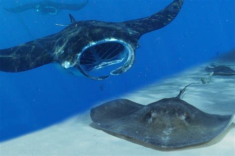 Manta Ray Vs Stingray