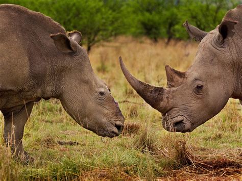 Rhino Horn Poaching