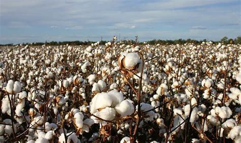 How Is Cotton Produced? 5 Interesting Facts