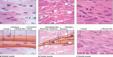 Muscle Tissue | Basicmedical Key