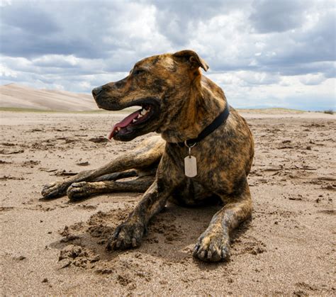 Plott Hound Puppies and Dogs in Murrieta, CA - Buy or Adopt | Adoptapet.com