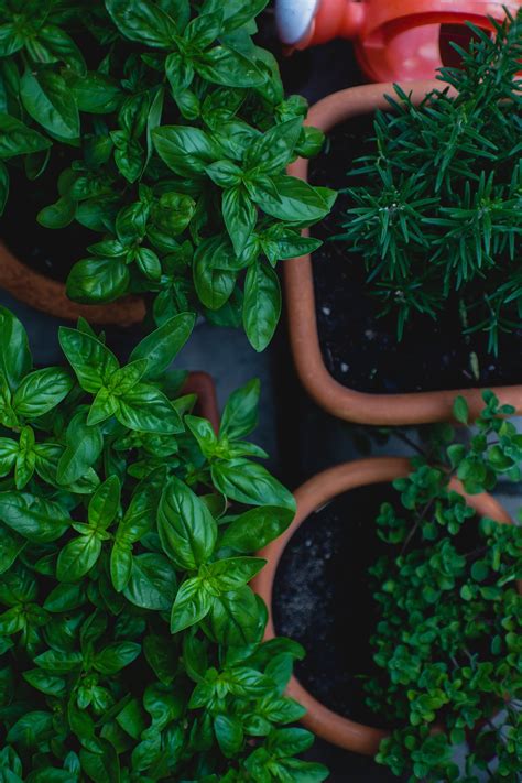 5 Herbs You Can Start Growing Indoors Now