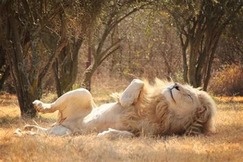 Lion Park, Johannesburg | Ticket Price | Timings | Address: TripHobo