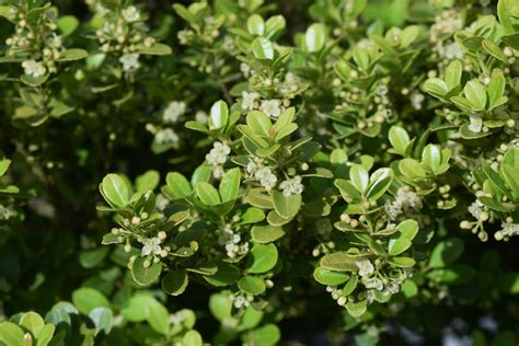 Ilex Crenata » Steckbrief & Ratgeber | Hecken Helge