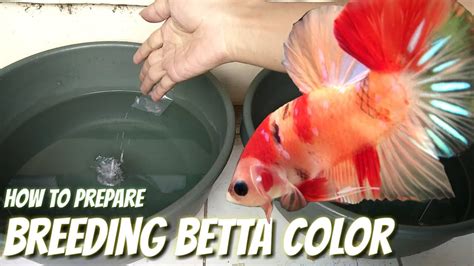 Betta Fish Breeding - How To Breed Betta Fish With Pictures Wikihow ...