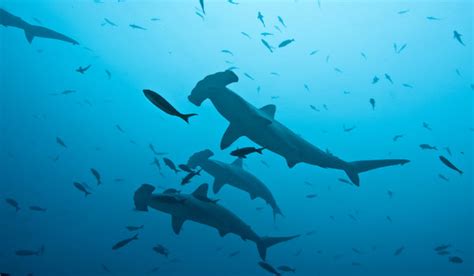 Scuba Diving the Galapagos Islands | RUSHKULT