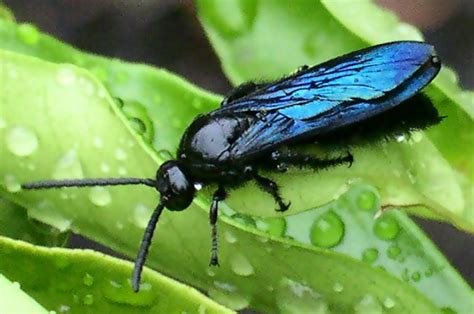 Blue Flower Wasp from Australia - What's That Bug?