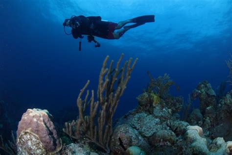 Andros Island Scuba Diving Bahamas Diving