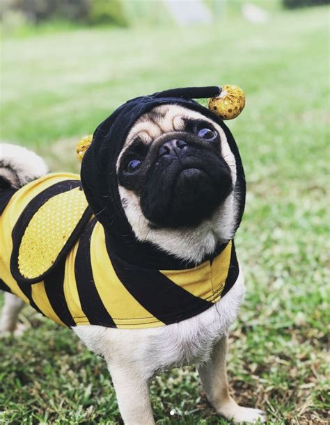 10 Best Halloween Costumes For Pugs | Dog costumes, Animal halloween ...