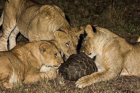 World Pangolin Day Reminds Us That The Clock Is Ticking For The World's ...