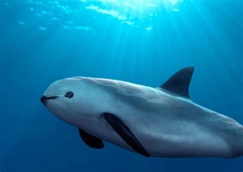 7 Facts about Vaquitas | Dolphin Discovery