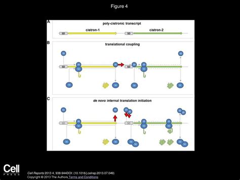 Volume 4, Issue 5, Pages (September 2013) - ppt download