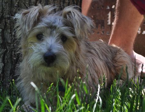 Cairn Terrier Poodle Mix :) 1 year old | Terrier poodle mix, Cairn ...