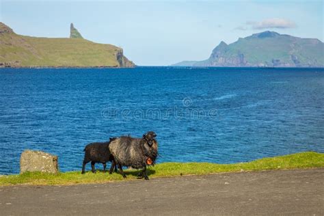 Wildlife in the Faroe Islands. Sheep on Vagar Island. Faroe Islands ...