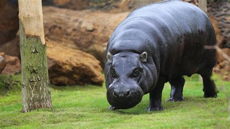 zoo animals - Google Search | London zoo animals, Hippopotamus, Pygmy ...