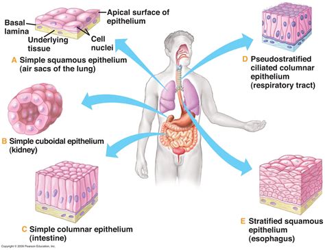 Histology Ireland: Epithelium and Connective Tissue