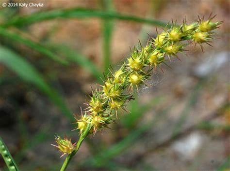 Herbicides Control Sandbur Infestation