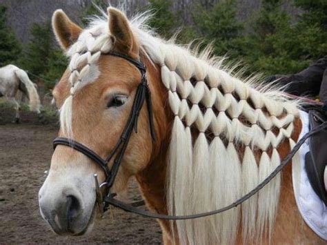 braided mane | horses | Pinterest