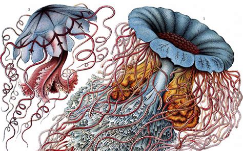 19th Century Biological Illustrations That Still Inspire Scientists And ...