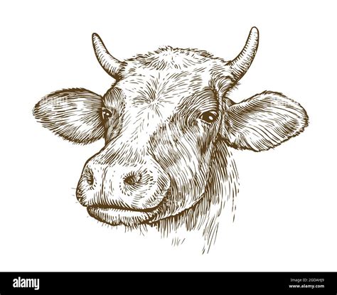 Drawing of isolated cow head with horns on the white. Vector vintage ...