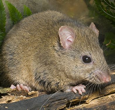 Bush Rat Conservation In Australia | Save Bush Rats | AWC