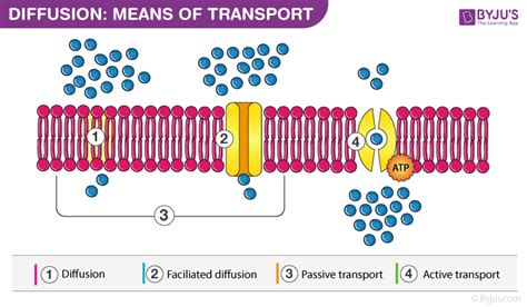 Transport Across Cell Membrane - Active and Passive Transport