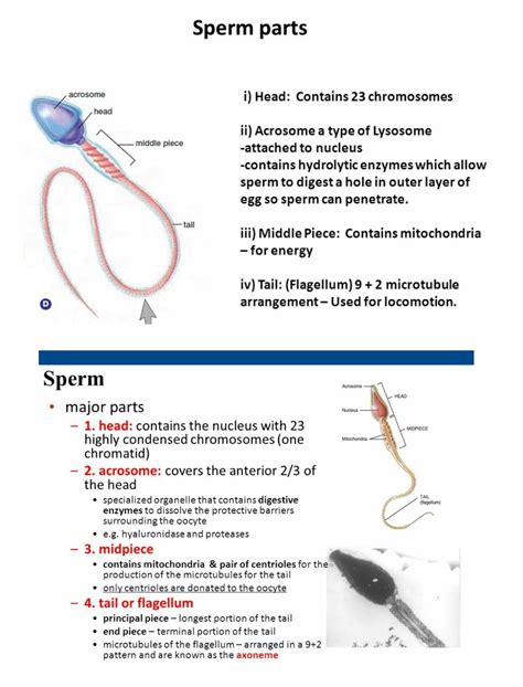 Sperm parts ... ( Note: Sperm maturation takes place in epididymis ...