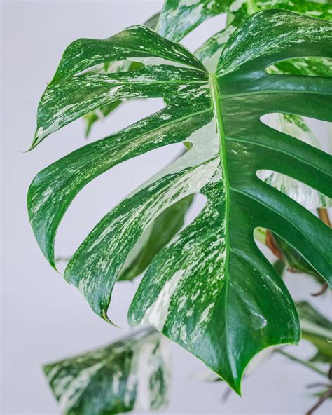 The Infamous Variegated Monstera and Where to Find Them - Plants Spark Joy