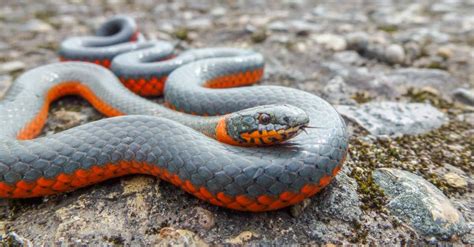 Are Ringneck Snakes Poisonous or Venomous? - A-Z Animals