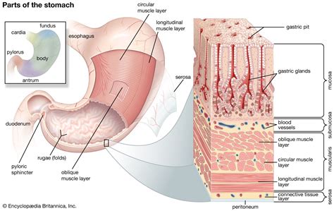 What Are The Four Main Activities Of The Stomach?