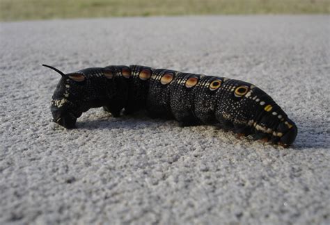 Free photo: Black Caterpillar - Black, Bug, Caterpillar - Free Download ...