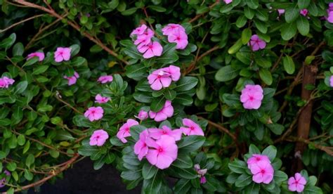 Periwinkle Flower: Facts, Growth, Maintenance, and Uses.