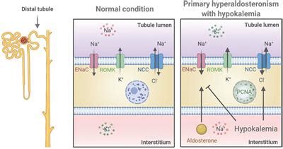 Aldosterone Potassium