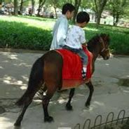 Guoxia Pony Info, Origin, History, Pictures