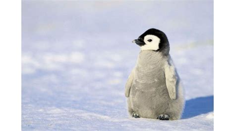 Cute Penguin Wallpapers - Wallpaper Cave