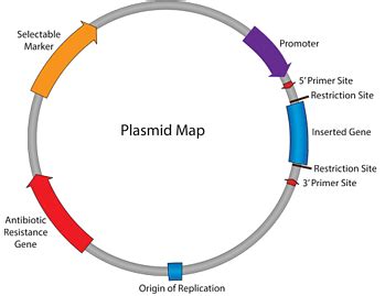 Plasmid: Properties, Types, Replication and Organization