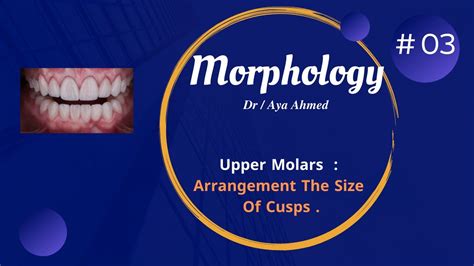 Morphology - #03 - Size Of Cusps Of Upper Molars - YouTube