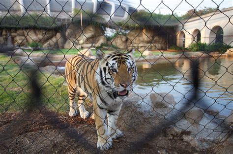 Mark Bienvenu | Mike the Tiger at LSU