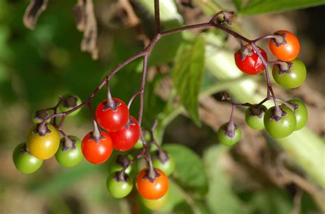 15 Common Poisonous Plants