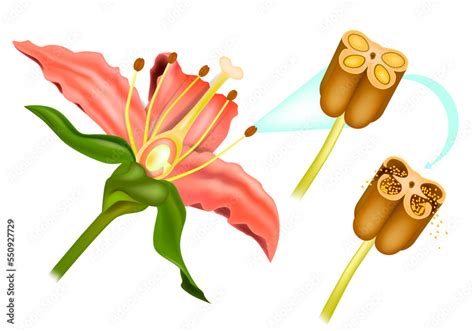 Stem Flower cross section anatomy of plant. Sexual Reproduction In ...