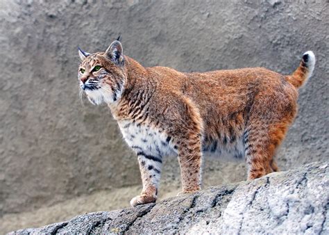 Lynx Big Cat, HD Animals, 4k Wallpapers, Images, Backgrounds, Photos ...