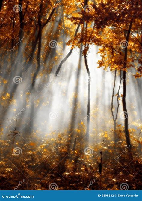 Autumn red forest stock photo. Image of hiking, multi - 2805842