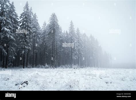 A beautiful landscape of the Ardennes forest in snowy and foggy weather ...