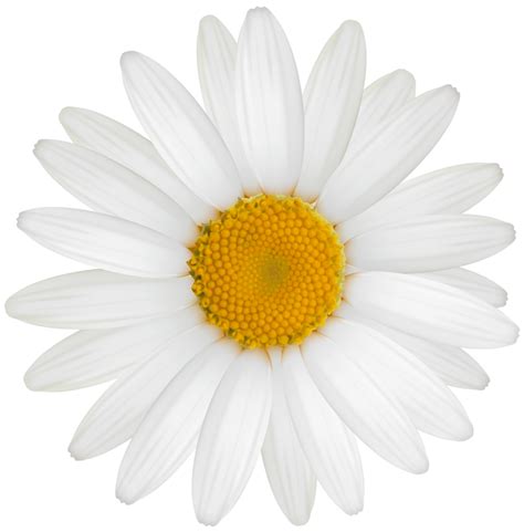 Daisy PNGs for Free Download