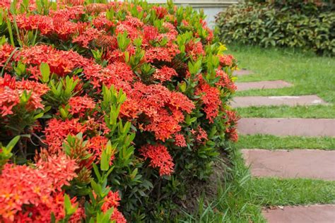 Ixora Plant Care And Complete Guide | Plantly