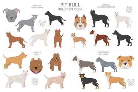 American Bully Breed: Types, temperament, and training needs